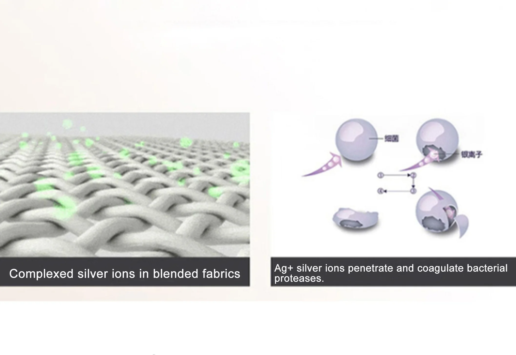 The antibacterial principle of silver ions: refusing to coexist with bacteria.